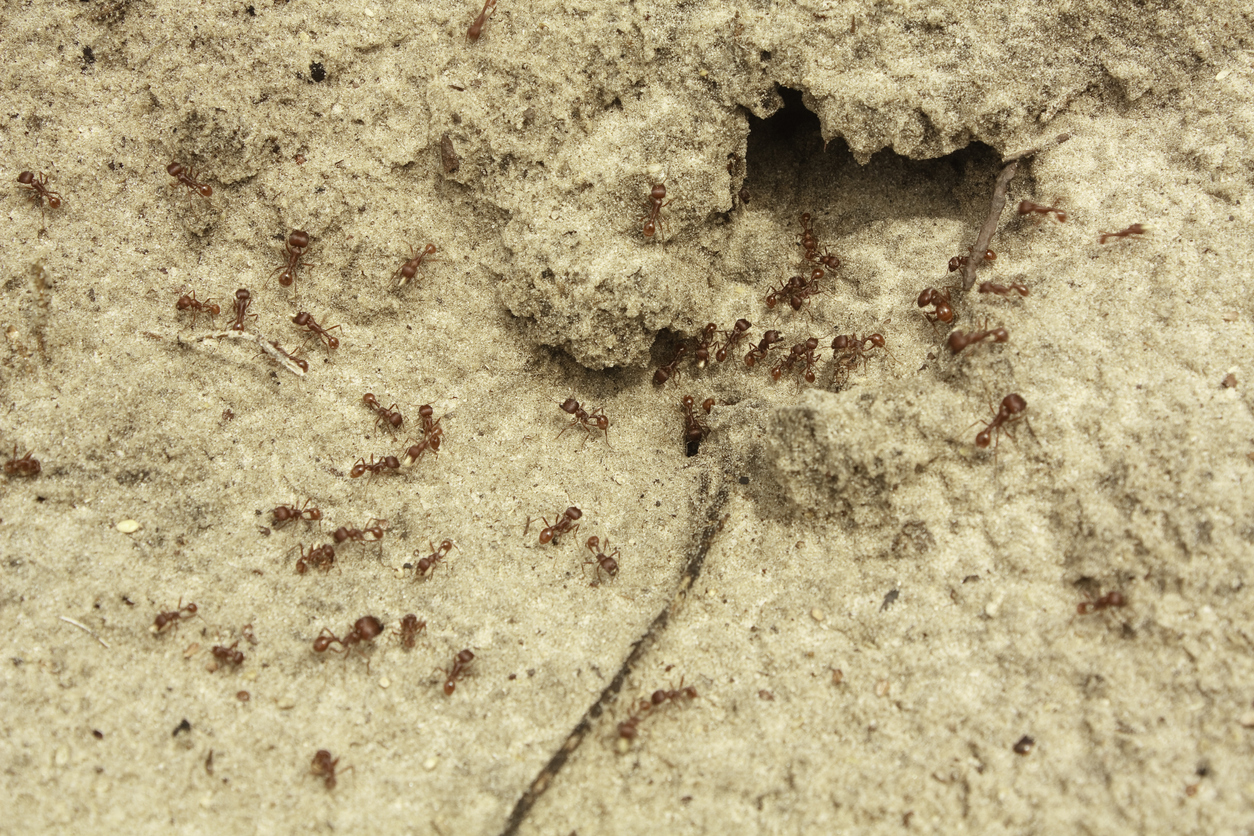 Fire Ant Exterminator