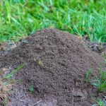 Fire Ant Exterminators
