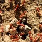 Fire Ant Exterminators