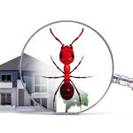 Fire Ant Extermination