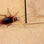 roach-exterminator